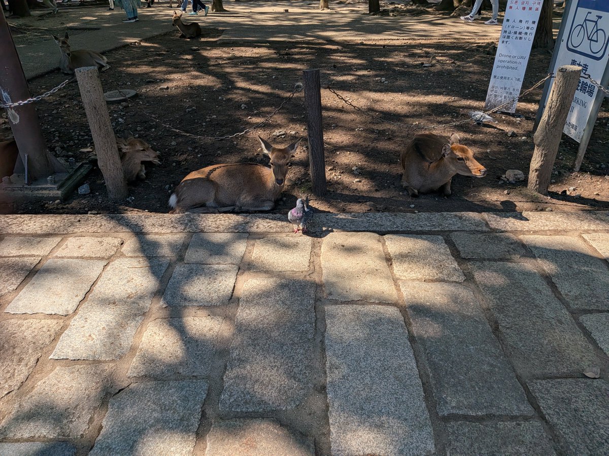 necopush's tweet photo. おはようございます。
鳩と鹿が並んでいました。 https://t.co/olMfrjaXnh