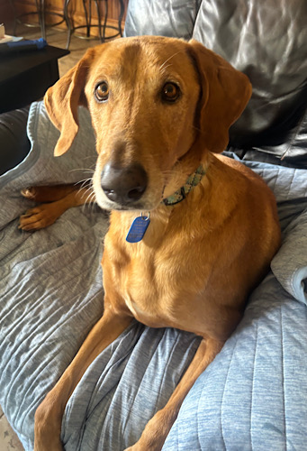 Labs4rescue's tweet photo. Meet Bradley #12! This 6½ year old, 75 lb Scooby Doo lookalike is tall, goofy and full of love! Great with kids, dogs and cats. House and crate trained, knows sit and shake. Deserves his forever family!
https://t.co/SbwAsH8jK0 https://t.co/2hHdUNwVzZ