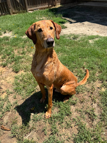 Labs4rescue's tweet photo. Meet Bradley #12! This 6½ year old, 75 lb Scooby Doo lookalike is tall, goofy and full of love! Great with kids, dogs and cats. House and crate trained, knows sit and shake. Deserves his forever family!
https://t.co/SbwAsH8jK0 https://t.co/2hHdUNwVzZ
