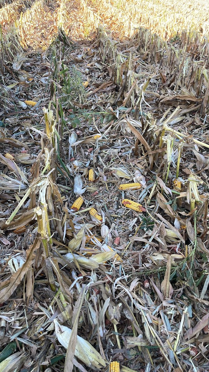 MinksEric's tweet photo. Pro tip:  closing the rock trap door significantly adds to the overall yield. https://t.co/wsZLYqp1MN