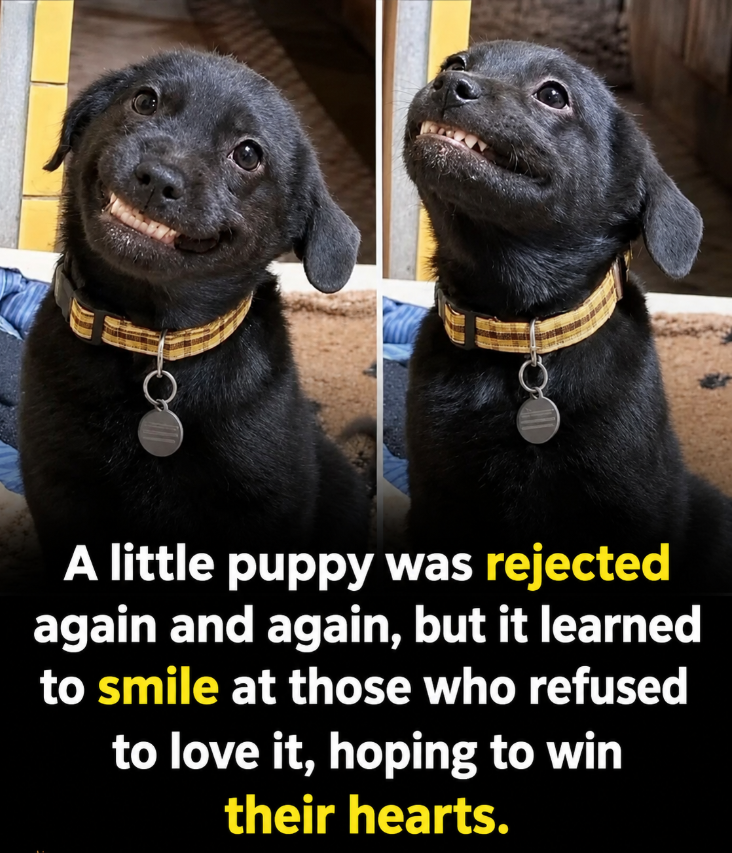 TweeetsOfDogs tweet picture