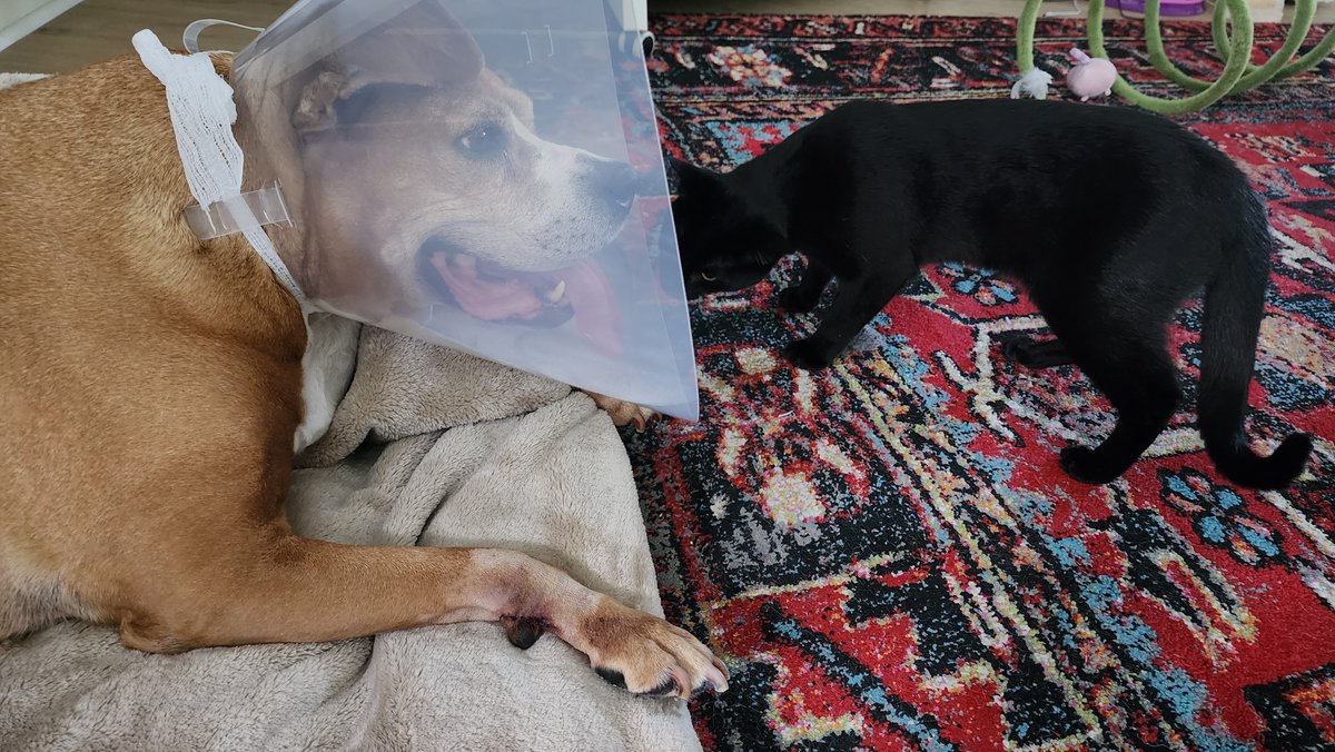 mmpadellan's tweet photo. Just got back from having a tumor successfully removed from our dog Rainn's right leg, as her kitten bro Goose looks after her.🐶❤️ 🐈‍⬛ 

Prayers and well wishes are welcome!🙏🏽🙏🏽 https://t.co/aov0lttXXD