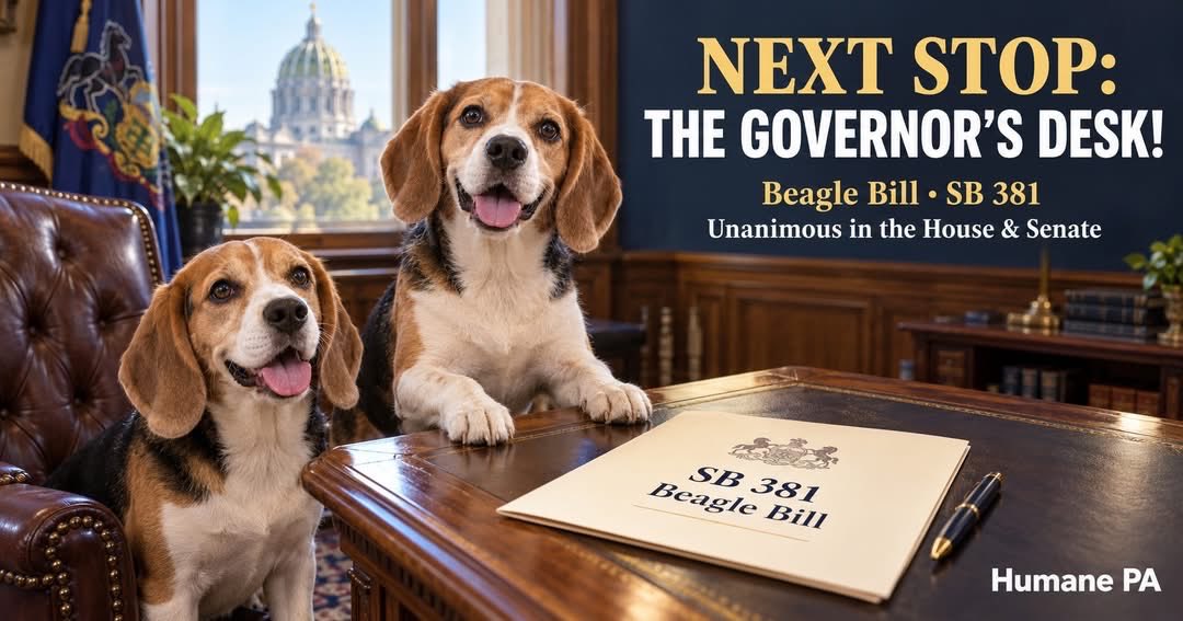 HumanePA's tweet photo. 🐶 Next stop: @GovernorShapiro ! The PA Senate unanimously concurred on the Beagle Bill (SB 381), following unanimous passage in the House. In a divided political world, every legislator voted yes for these animals. Thank you to the lawmakers and advocates who helped bring this bill to the finish line. Just one signature away from becoming law!