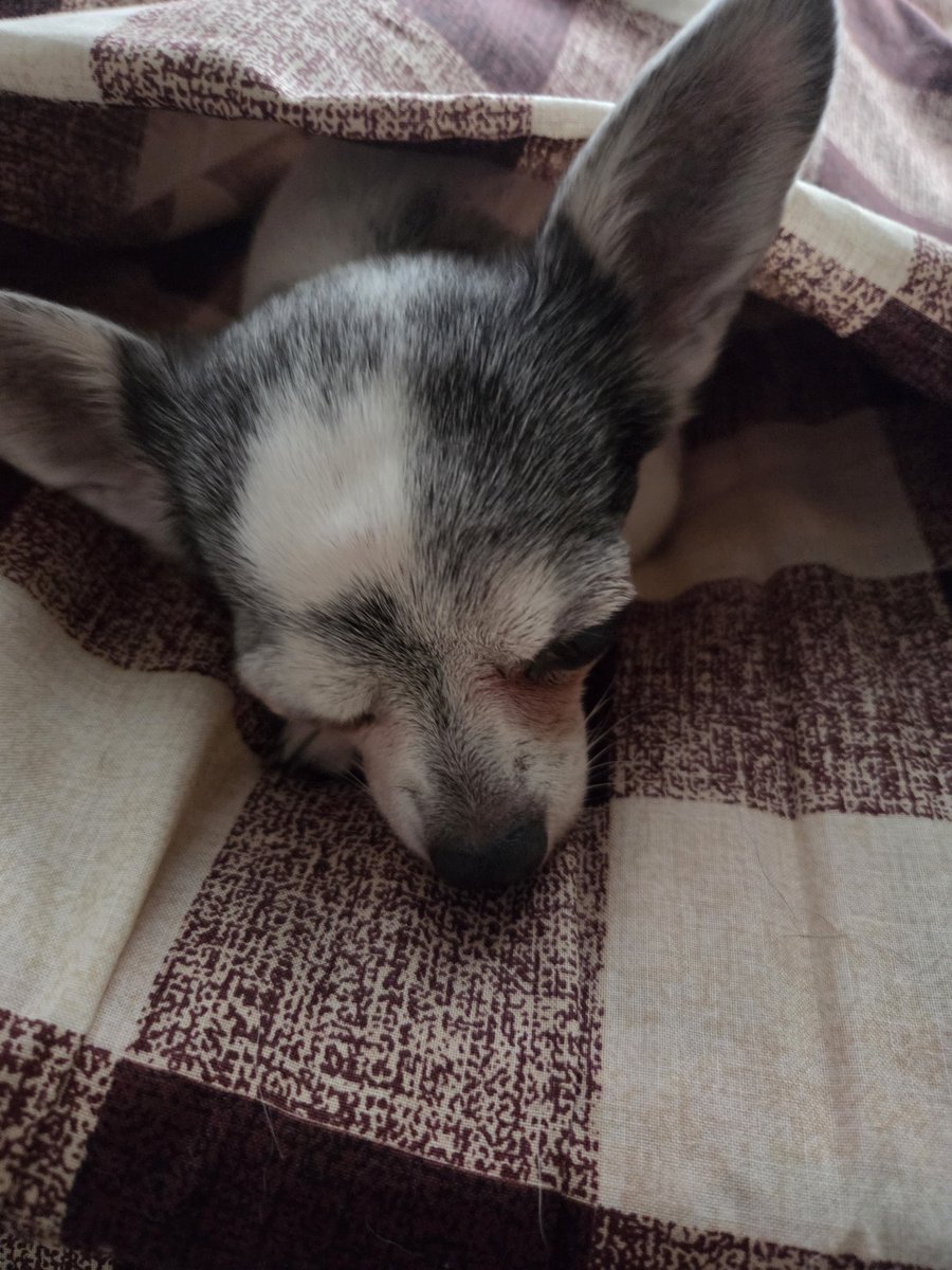 mirimama666's tweet photo. おはよーだワン🐶🐕🐾
これから、お散歩に行って来ます👋😃 https://t.co/g1XG9OjQxp