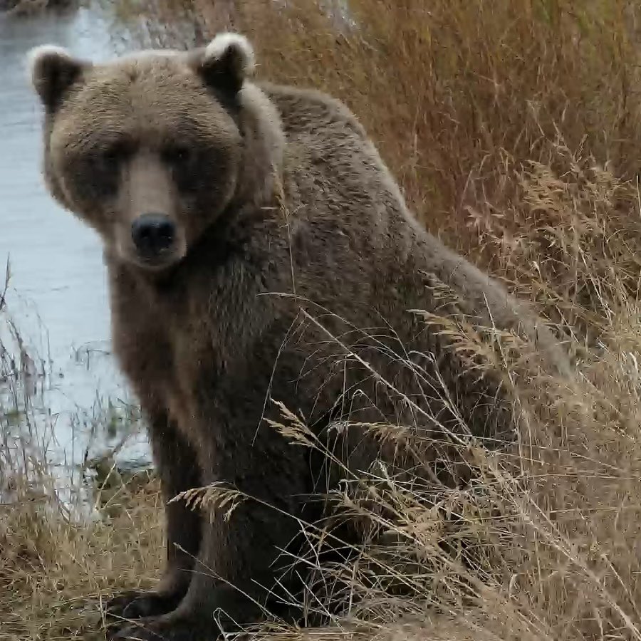 exploreorg's tweet photo. Fall foilage plus Bears equals ❤️. https://t.co/LX9pyflgEC