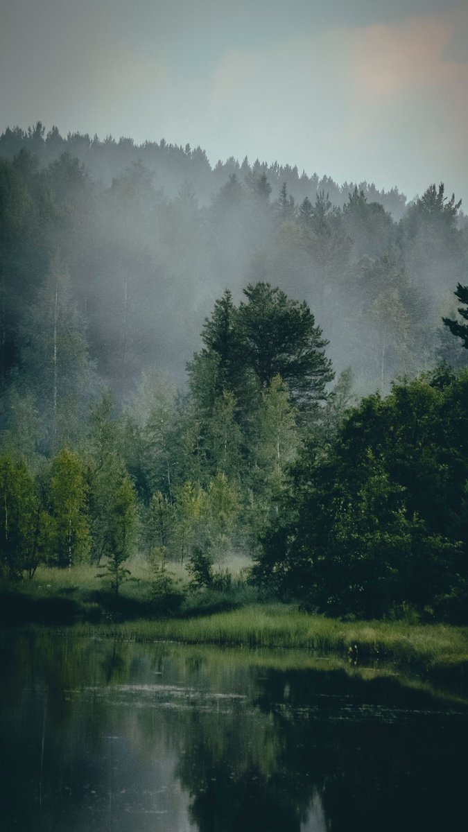 janelledainel's tweet photo. As daylight fades, ancient forests reveal a beauty beyond words 🌲 https://t.co/ilbL7QolXh