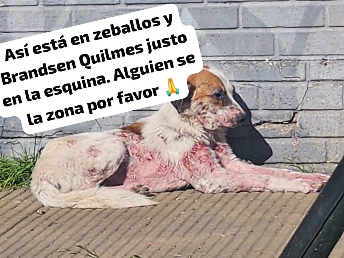 patripeyrou's tweet photo. ASI ESTA, SE RESCATO PARA Q PUEDA TENER UNA VIDA MEJOR , PERO LA TRANSITANTE NO LO QUIERE Y DICE Q VA A LLAMAR A CUALQUIERA PARA Q LO TIREN, LA VERDAD ESTA GENTE  SON LO PEOR, ESTE PERRITO ESTA PASANDOLA MAL, ZONA GUERNICA, DA HASTA MAÑANA O LO DESAPARECE… +54 9 11 3507-1011 https://t.co/Y53Q9BmdW4