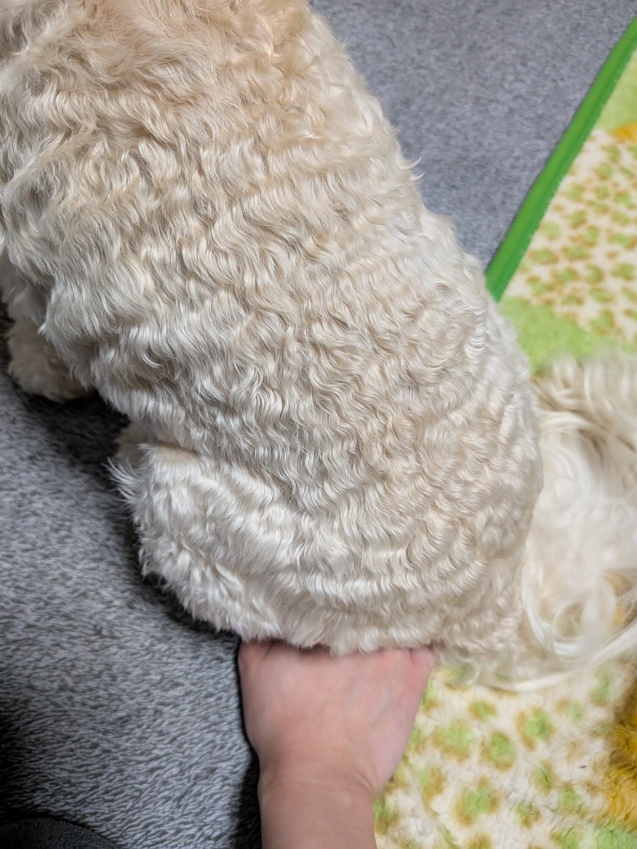 ohi_tter's tweet photo. ワイの手、犬の尻置き場にされてる https://t.co/3pBHlZCciA