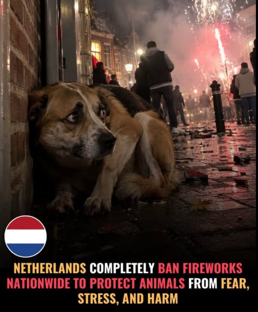 MittensOff's tweet photo. Are we too selfish to go Dutch. I'm all for it! 🇳🇱🇬🇧 https://t.co/LLhQEji1iB