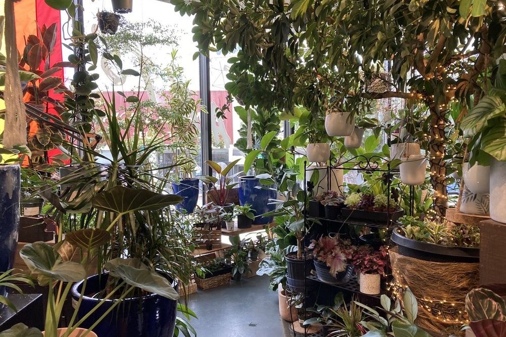 SFGate's tweet photo. SF Plants, one of the city's largest plant shops, is closing for good https://t.co/BXH7URjeAe https://t.co/gkHoo3UDpa