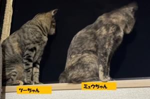 resani88's tweet photo. #福島県動物愛護センター相双支所 
https://t.co/FHpFOVvcJj
https://t.co/S6qxO2dlcj
ミュウちゃん（20261020_01）【ツーちゃん】と仲良し
雑/不妊済/推定3歳/中型  エイズ陰/白血病陰  
初めての人に緊張
慣れるとすりより撫でられるのが大好き
独特な毛色と兎のような丸いしっぽ
面倒見いい姉さん猫 https://t.co/d9q8H2A36V