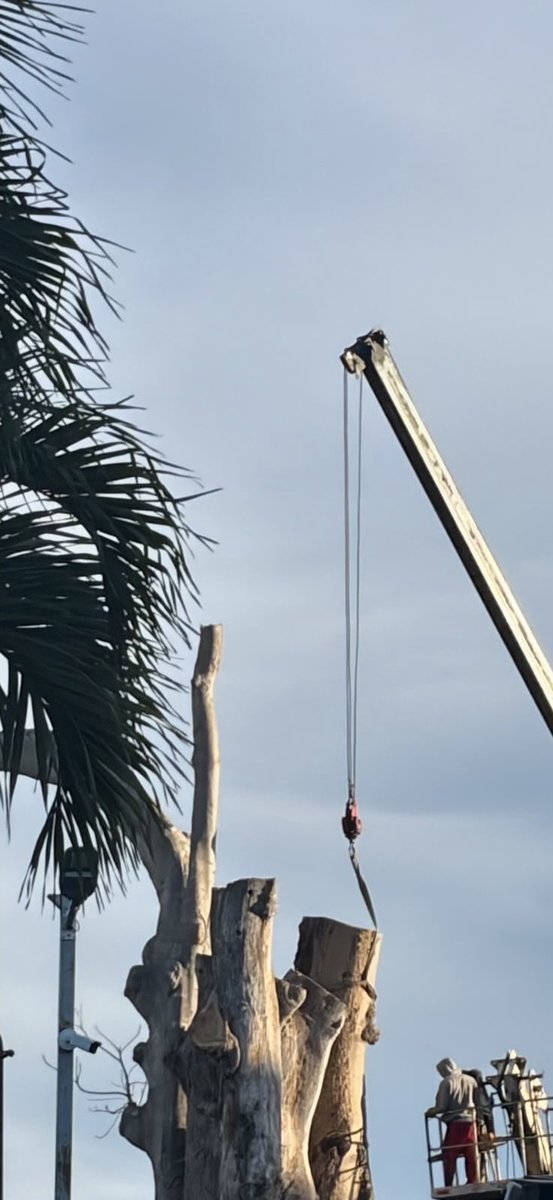 ei_pipo's tweet photo. Entonces en RD es legal envenenar un árbol centenario a la clara y talarlo? 🤷🏽‍♂️ .@AmbienteRD @PainoHenriquez 

📍Calle Rafael Abreu Licairac Esq. Amelia  Francasci, Los Prados, República Dominicana. https://t.co/zVltARGk0I