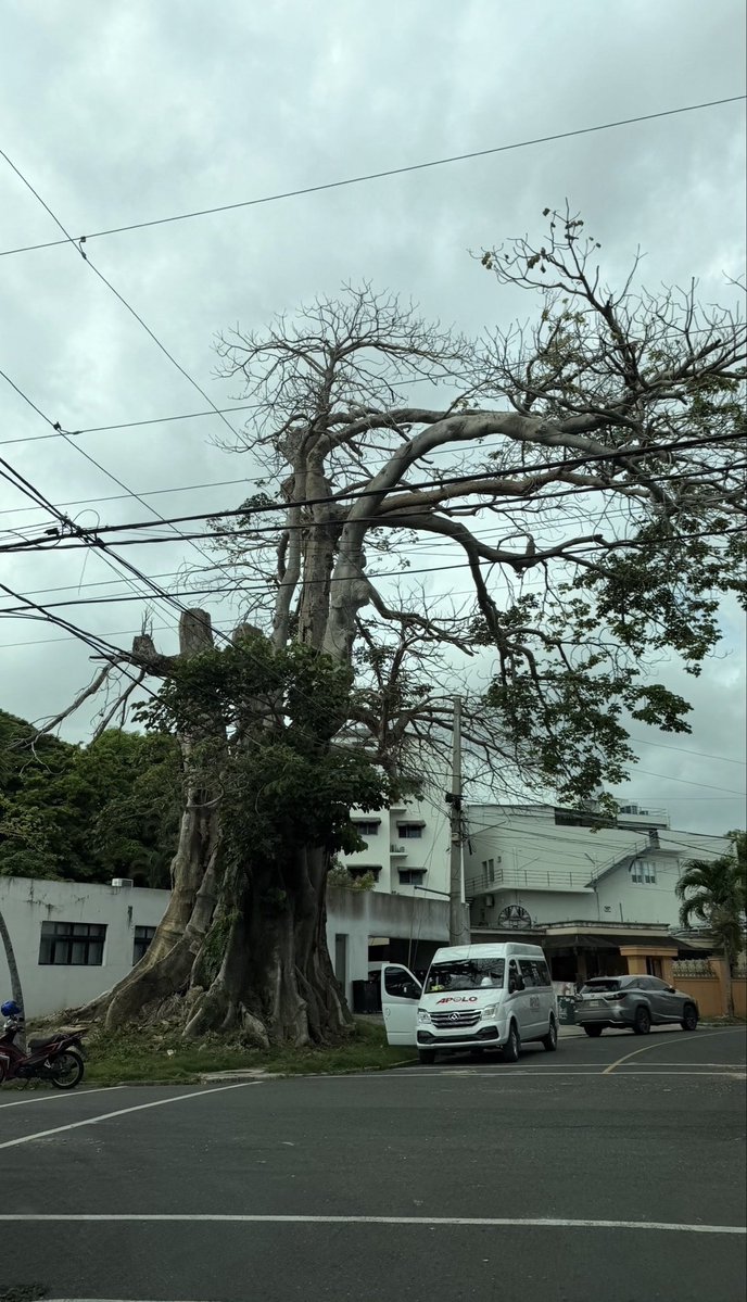 ei_pipo's tweet photo. Entonces en RD es legal envenenar un árbol centenario a la clara y talarlo? 🤷🏽‍♂️ .@AmbienteRD @PainoHenriquez 

📍Calle Rafael Abreu Licairac Esq. Amelia  Francasci, Los Prados, República Dominicana. https://t.co/zVltARGk0I