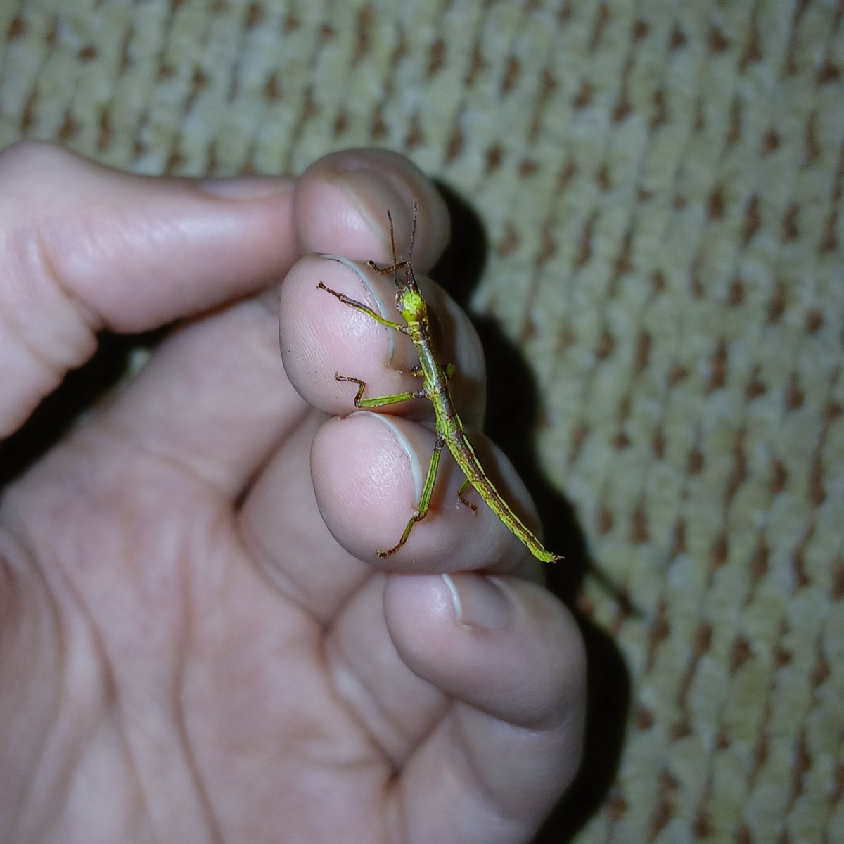 frigidbug tweet picture