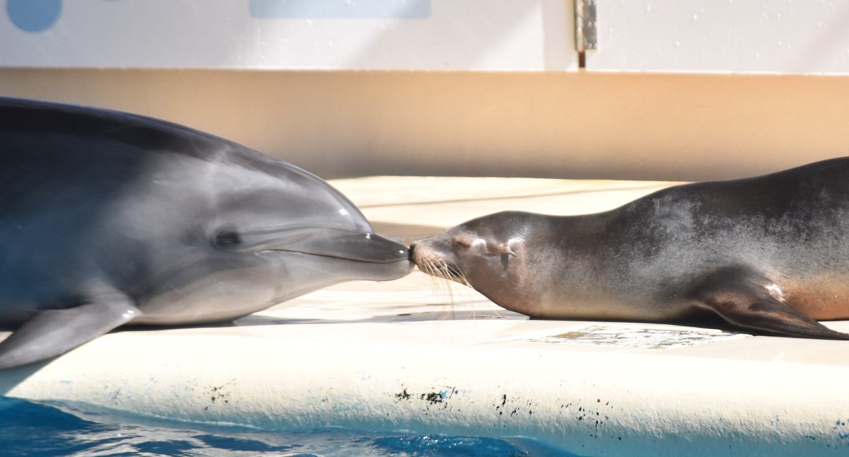 koki_dolphin's tweet photo. 皆さんおはようございます☀今日もがんばりましょう https://t.co/78YjSnYedo