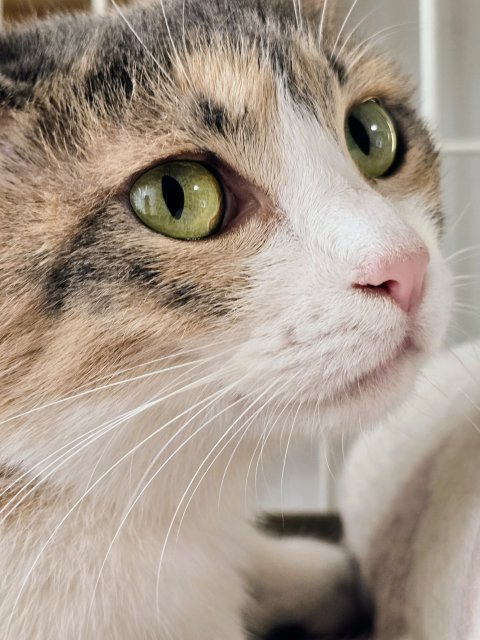 neko2time's tweet photo. 子猫の夜泣きが収まるまで
子猫の夜泣きは、新しい環境にまだ慣れていないサインであることが多いです。

お母さんや兄弟と離れた不安から、夜に鳴いてしまうことがあります。多くの場合、数日から1〜2週間くらいで少しずつ落ち着く子が多いですよ。

昼間に十分遊ばせて疲れさせたり、寝室の近くに安心できる場所を用意してあげると、夜泣きが和らぎやすくなります。無理に叱らず、優しく声をかけて見守ってあげてくださいね。

#子猫の夜泣き
#子猫の新しい環境適応
