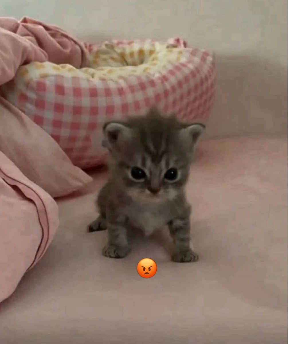 catsworldaura's tweet photo. https://t.co/MEgLkA3t1h