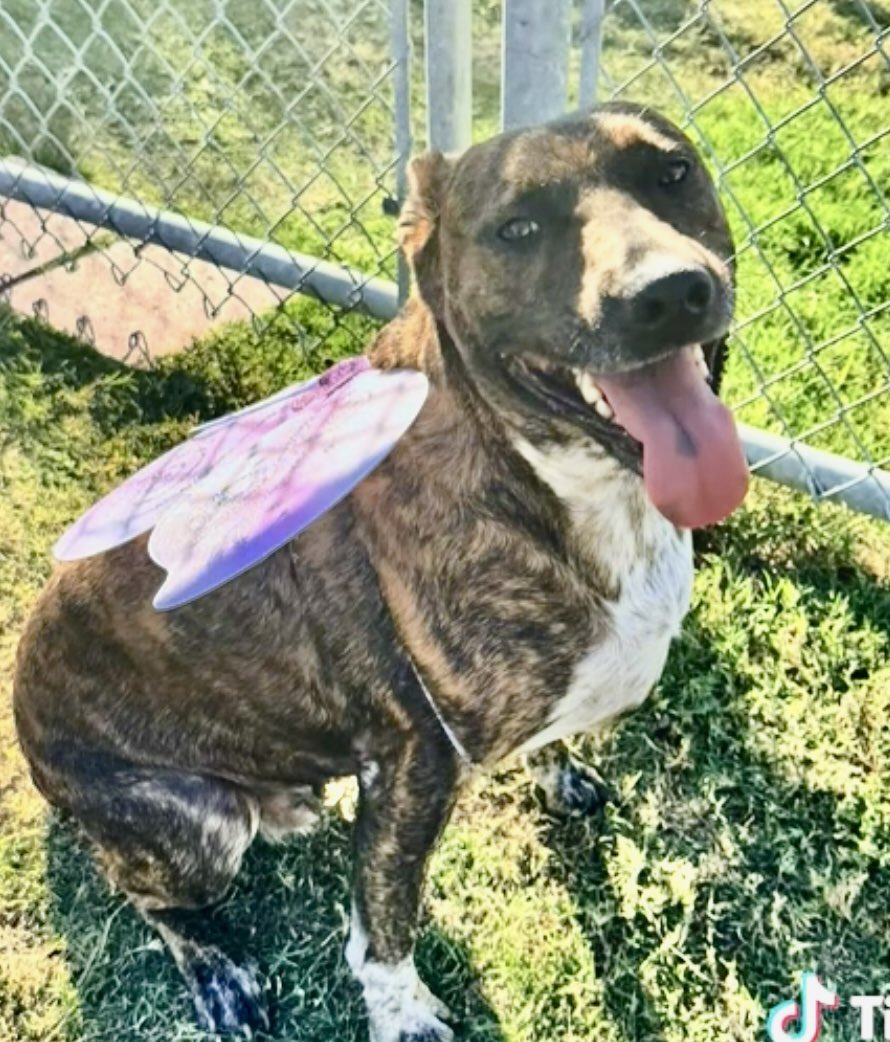 LeporidaeCheryl's tweet photo. SO Unfair!!!

They want to KILL 🩼 her just as we're getting to KNOW her. 

Honestly, when FLOX #A389402 arrived at #CorpusChristiACS, I thought she only had one 1️⃣ EAR!!!

The first photos 📸 were HORRIBLE & Grainy. 

NOW that she's BLOOMING  🪻into the beautiful little Phlox we always suspected she was, #CorpusChristiACS is THREATENING to ☠️her‼️

We're   seeing all her playful, 😍heartwarming sides & they want to take ALL of that away from us & from HER. 

We've COME to LOVE her. 

This is NOT acceptable ‼️‼️

Please Pledge, Foster or Adopt.
