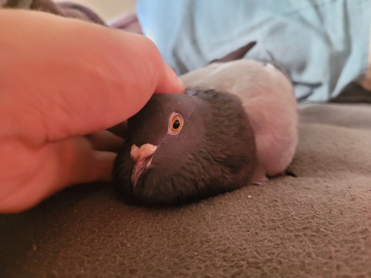 murraycoombe's tweet photo. STORMY'S 2ND GOTCHYA DAY IS TODAY YAYYYYY! 🥳 https://t.co/9vfr3cGear