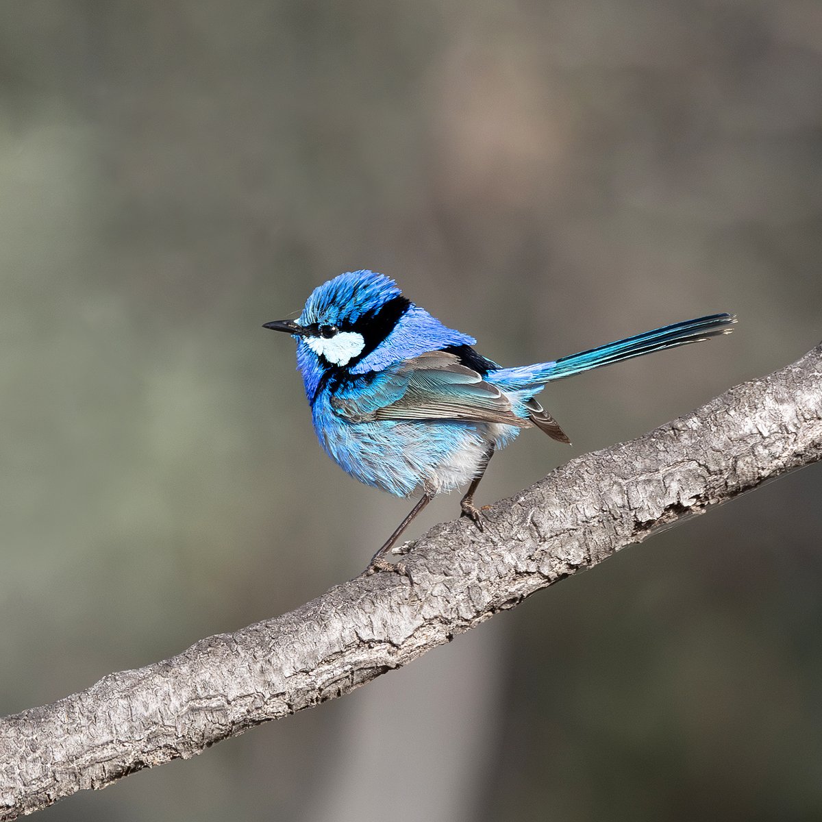 SandyHorne61's tweet photo. Happy Wrensday Wednesday!
A splendid fairywren at Gluepot Reserve, South Australia.
#wrensday https://t.co/tGIgpL3ABl