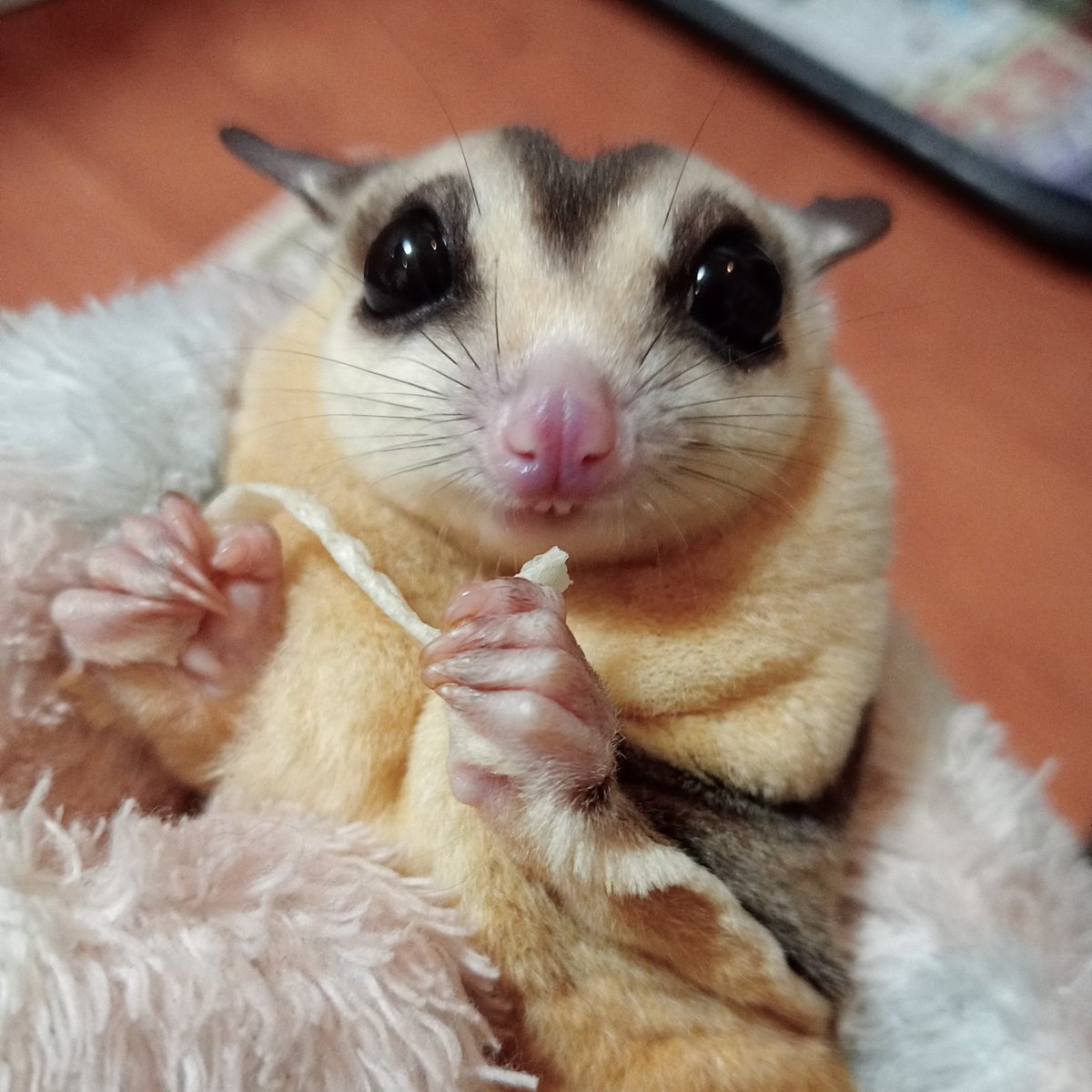 mooneye200's tweet photo. かしわくん
おウチからこちらを伺ってました
かわいい🥰 https://t.co/kevUF1g8ll