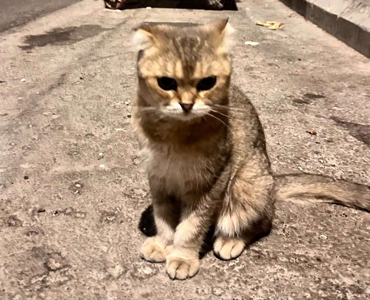 thebahjah's tweet photo. اليوم لقيت سكوتش فولد بالشارع 😔
اليفه وحبوبه، للأسف ماقدر اخذها ولا اكنت باخذها معاي https://t.co/krXAuigP89