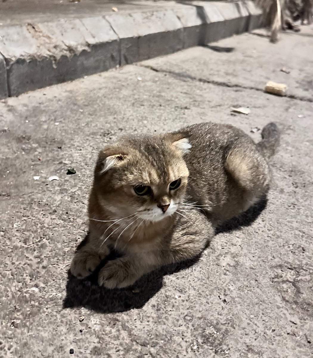 thebahjah's tweet photo. اليوم لقيت سكوتش فولد بالشارع 😔
اليفه وحبوبه، للأسف ماقدر اخذها ولا اكنت باخذها معاي https://t.co/krXAuigP89
