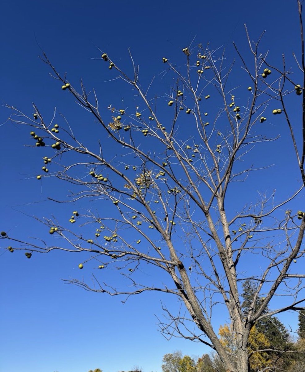 JeanYip3's tweet photo. 🌳🍂 A little chill, a lot to discover!

Despite the sudden drop in temperature, we hit the trail at Rouge National Urban Park and felt the sun on our backs! ☀️ The Black Walnut Trail lived up to its name lined with bright walnuts trees lining the trail. I was happy to have my constituents and two of my sons and family join me, and 🐶 Crosby along for the walk as a bonus!

📸 I even managed to capture a photo of the CN Tower and downtown Toronto skyline from so far northeast of Morningside and north of Elgin Mills!

A big thank you to @ParksCanada, Mikailou, and volunteer guides Peter and Marilyn for sharing their knowledge of the park. 🌲 I especially enjoyed learning about trees and their many benefits, including carbon sequestration!

#ScarboroughAgincourt
