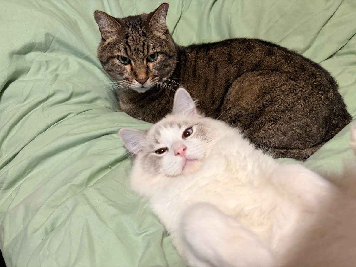 bottibeen's tweet photo. お前ら可愛いな🐈 https://t.co/DPcpzyBEP8