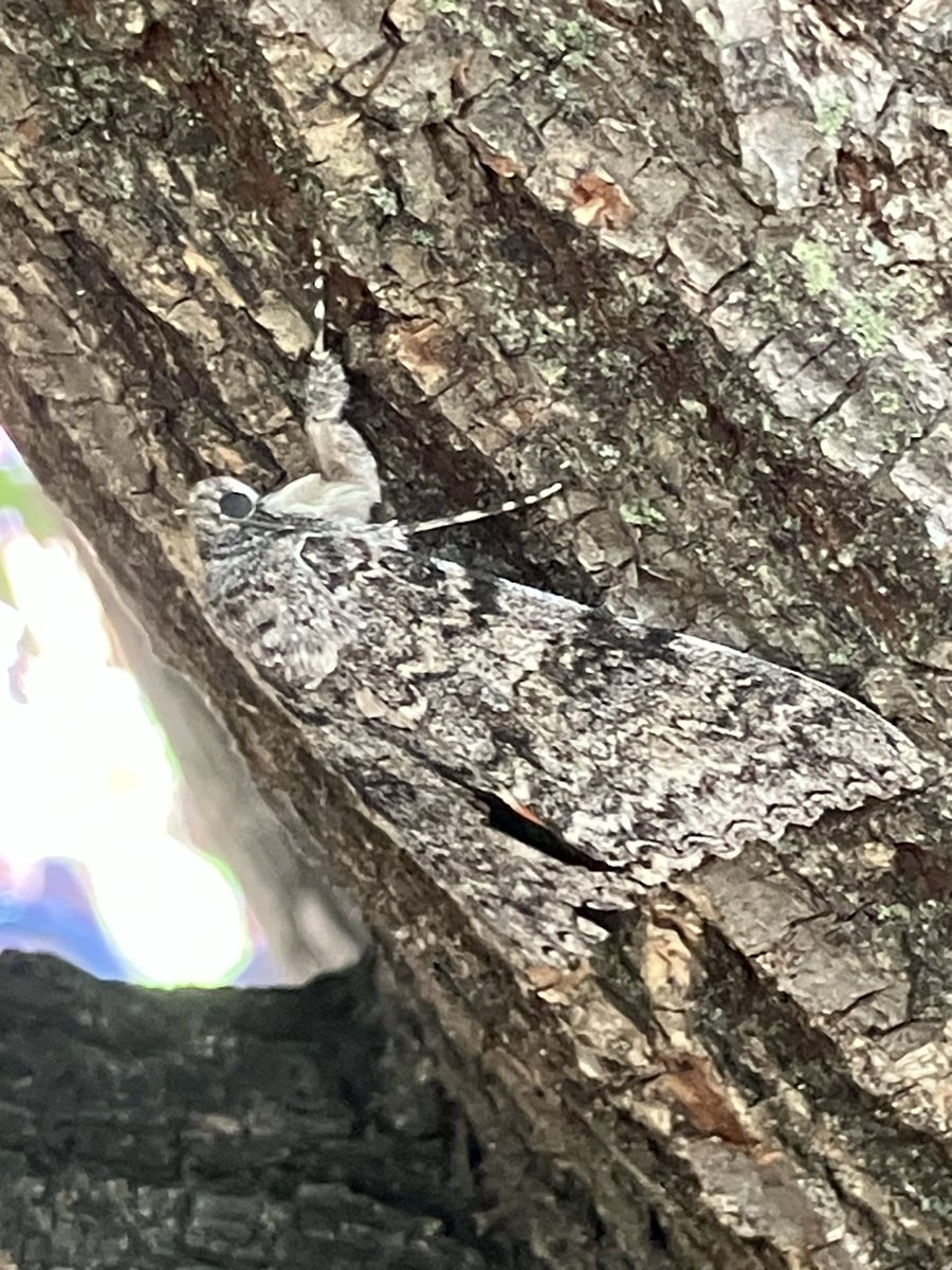 purgatorygamble's tweet photo. @NoirButFem shit uhhh here s acool moth i saw https://t.co/KX88yM8wKF