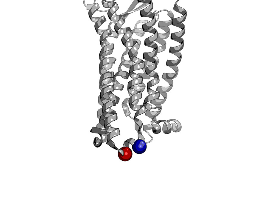 ScienceMagazine's tweet photo. In @SciSignal, scientists show that intracellular changes to receptor conformation alter how activating molecules bind to a biologically important GPCR from outside the cell through an “inside out” mechanism. https://t.co/S846m5AU9G https://t.co/WT1tIC4TeF