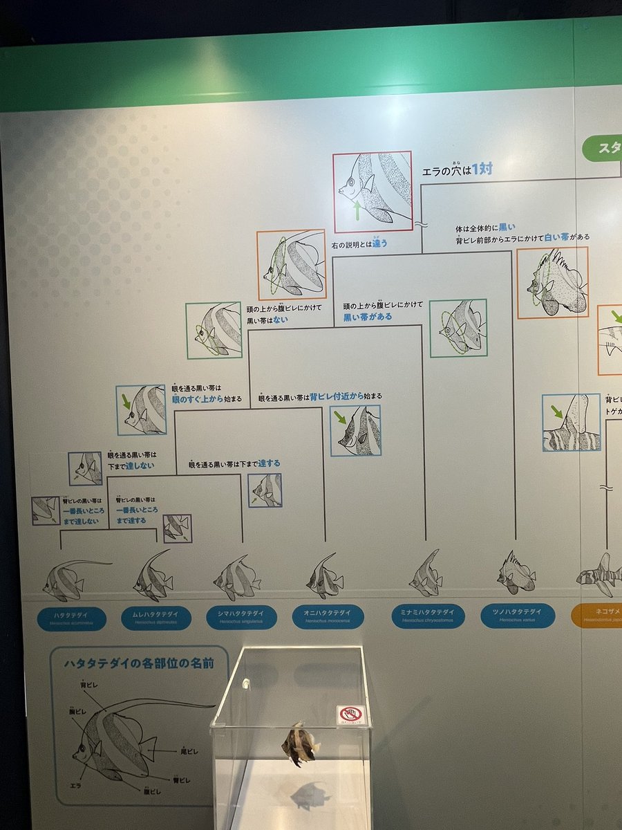 tropical_emon's tweet photo. 何気にありがたーいハタタテダイの識別方法。 https://t.co/rANvOVoBrb