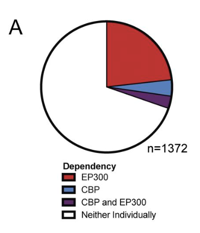 ADurbinLab's tweet photo. This was a major effort between the @Adurbinlab @TheAbraLab @JunQiLab and the Ory labs. We pick up on a long-term interest of our labs: the attractive target, EP300. EP300 is a great cancer target because while many tumor cells require it, they often may not need its paralog CBP https://t.co/I6sKo14CdN