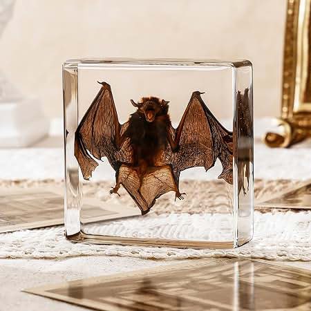 FerretFlowerr's tweet photo. since its close to halloween, please remember to not buy any taxidermy bats you see online. they are ALL culled in large numbers for just this purpose, and to be put in a resin box sold on amazon. please don't support their extinction, and remember NONE ARE ETHICALLY SOURCED https://t.co/HD9kMy0I8q