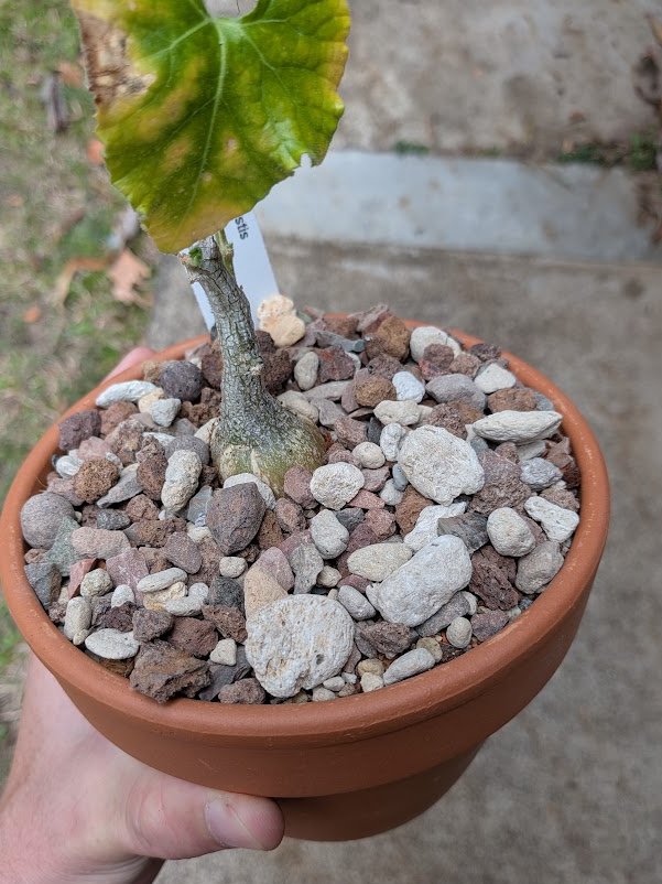 logcactus tweet picture