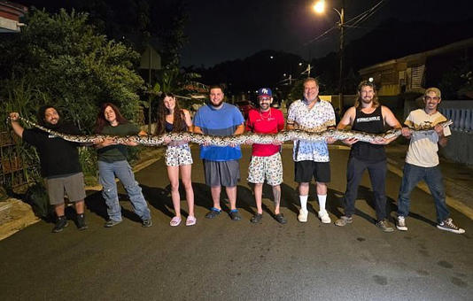 razanasim3's tweet photo. THE BIGGEST SNAKE IN PUERTO RICO 18'4". Reticulated Pythons-اتنا لمبا سانپ
A professional exotic animal hunter captured a rare breed python with his crew in Puerto Rico after the reptile was allegedly spotted eating a homeowner's cat behind their house https://t.co/YLbUbWwMHY