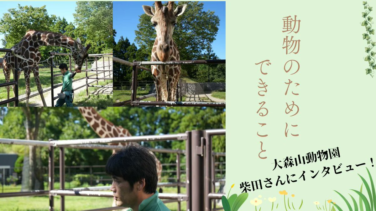 zooportalnet's tweet photo. ＜新記事＞
今回はなんと #大森山動物園 の柴田さん @nori_212 にインタビュアーさせていただきました！さらにハズバンダリートレーニングも見学させていただけました！

飼育員を目指す学生はもちろん、現役の飼育員さんにも是非読んでいただきたい内容となっております！
動物園を見る目が本当に変わるかも…

ぜひ！ご一読ください！
https://t.co/GvCa5hOLyO