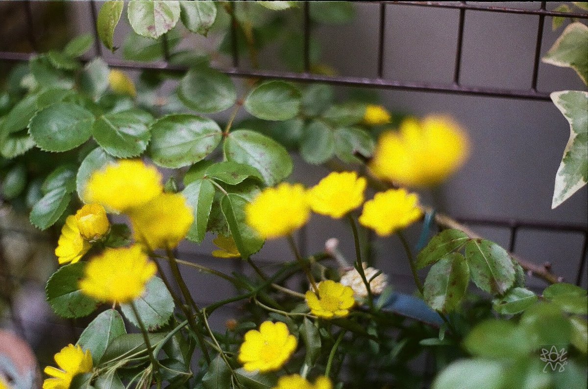 Laxmi777's tweet photo. おはよ。
朝から裏の雑草取りツカレタすいよ。

Pentacon FB  1956GDR
aus JENA DDR S 135/3.5
Fuji SUPER400 期限切れフィルム
#film #filmphotography #filmcamera #チャンプカメラ #フィルム写真 #フィルムカメラ https://t.co/LEh9yK0yBp