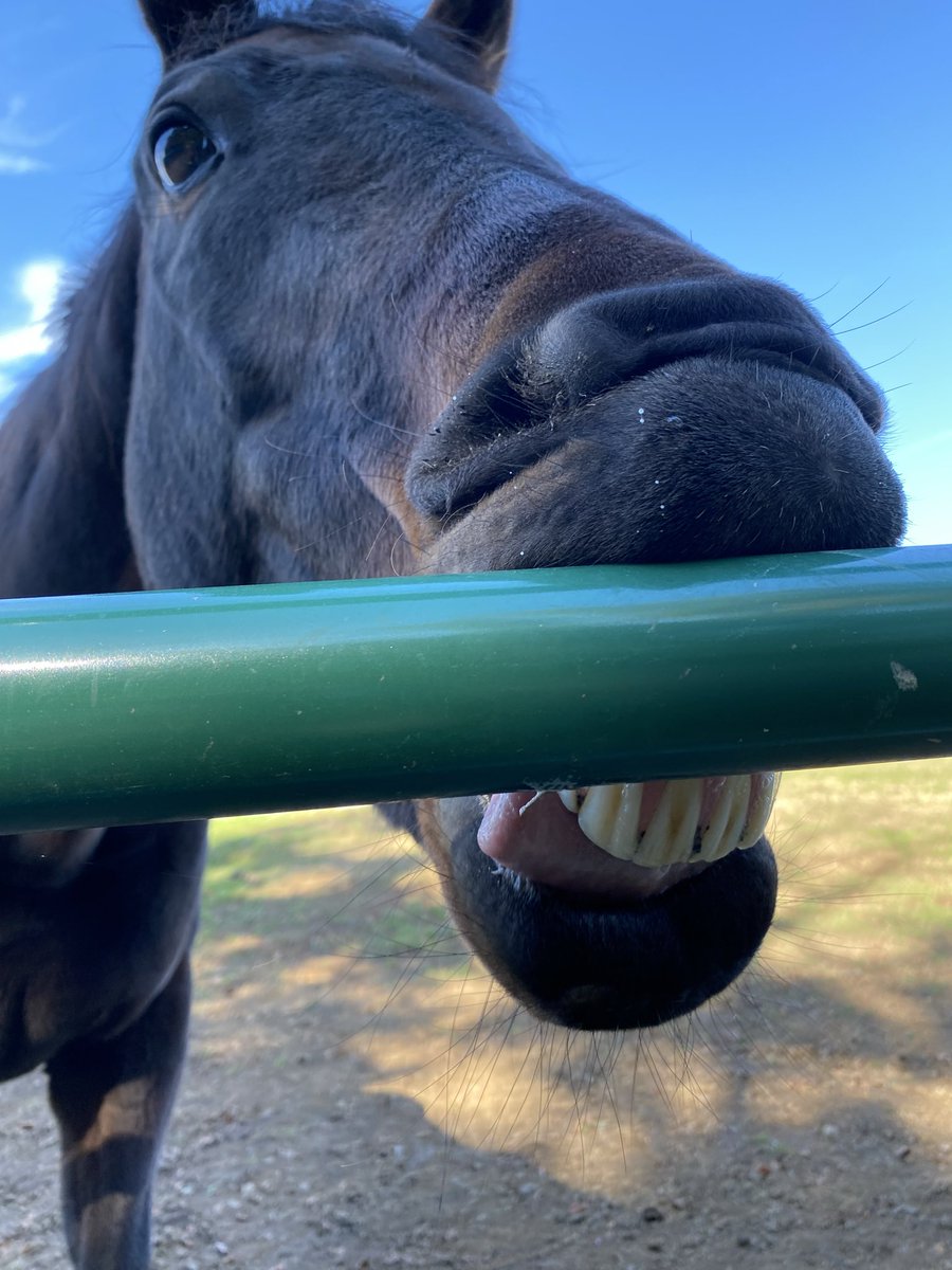 golusilove's tweet photo. 何？なに？それ新たなグイッぽ？鼻押し付けてるだけじゃん⁉️隣の🍓のグイッぽと、また隣りのトランセンドのムィー合わせた新たな進化系。笑えば笑う程調子に乗って何度も披露。何処で覚えたの？
#エポカドーロ
#引退競走馬
#Yogiboヴェルサイユリゾートファーム　　
2026.10.18 https://t.co/70bzkr01uJ