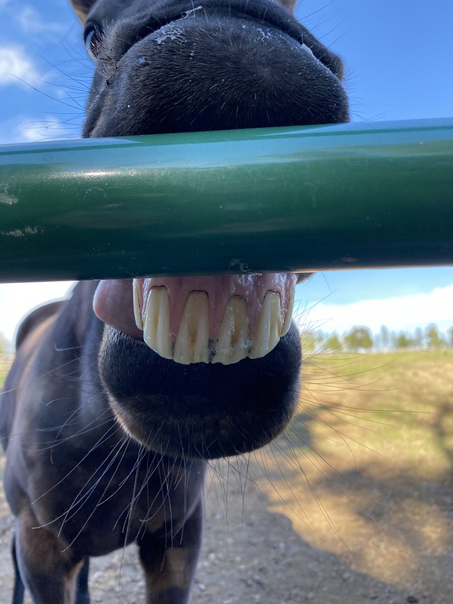 golusilove's tweet photo. 何？なに？それ新たなグイッぽ？鼻押し付けてるだけじゃん⁉️隣の🍓のグイッぽと、また隣りのトランセンドのムィー合わせた新たな進化系。笑えば笑う程調子に乗って何度も披露。何処で覚えたの？
#エポカドーロ
#引退競走馬
#Yogiboヴェルサイユリゾートファーム　　
2026.10.18 https://t.co/70bzkr01uJ