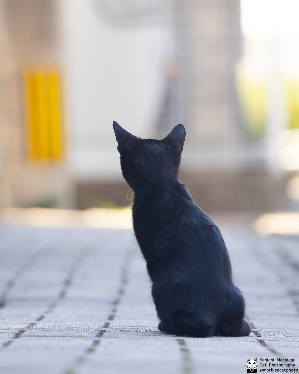 photomoriken's tweet photo. ネコの後ろ姿と後頭部はかわいい https://t.co/5V77TFyCnh