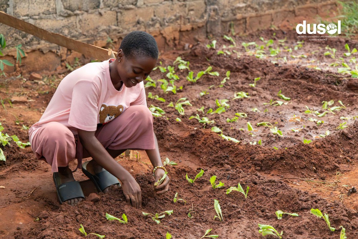 DuSol_tg's tweet photo. Transplanter sans abîmer les racines, ça demande de la patience ! À Akato 1, les jeunes ont maîtrisé le repiquage des laitues, plant après plant.
#Repiquage #Agroécologie #RACINES https://t.co/WqD50h8hba