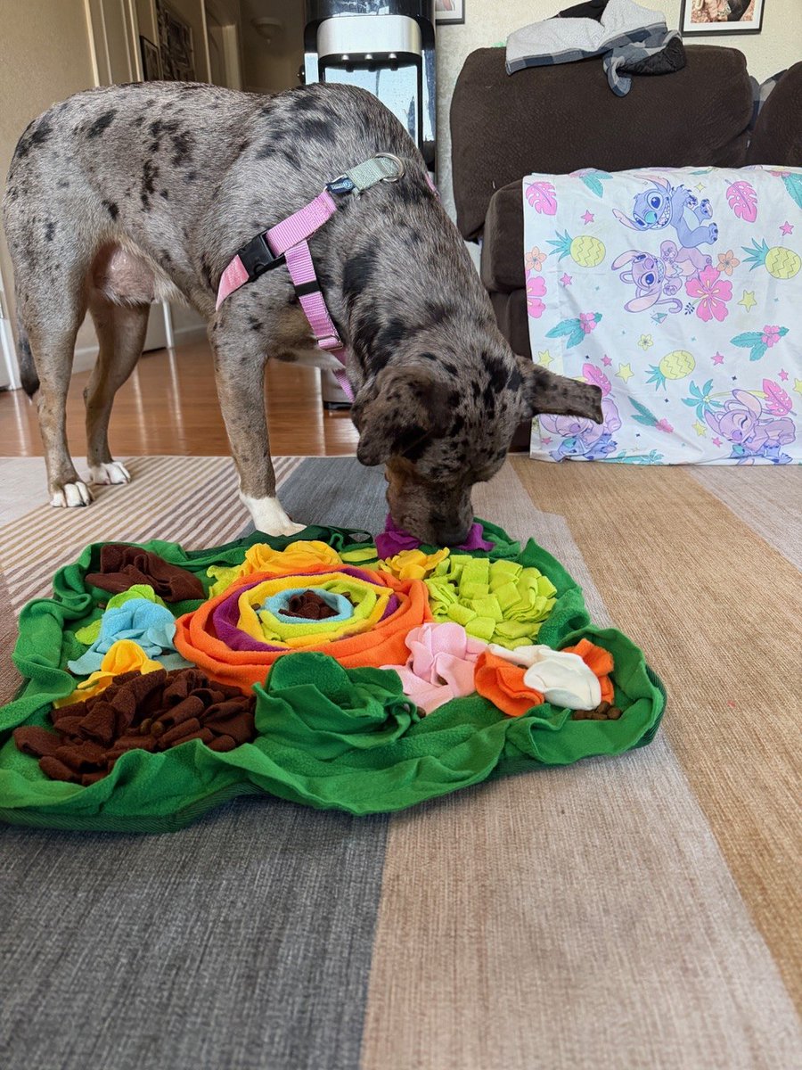 PeninsulaHumane's tweet photo. 💗 Adoption update on Nori (formerly Luna):

"Thank you again for helping us through the adoption process and helping us add another member to our family. We have changed Luna’s name to Nori and she’s settling in nicely in our home."  #adopted #adoptionupdate #phsspca https://t.co/N7MUtagbLG