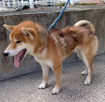 kagawa_doubutsu's tweet photo. 【保護しています（犬）2640132】
令和8年10月21日現在（解決済の場合あり）

観音寺市昭和町にて
令和8年10月19日に保護

心当たりのある方は、西讃保健所衛生課（TEL: 0875-25-4383、平日8:30~17:15）まで。
#観音寺市　#迷い犬　#西讃保健所　
詳しくはこちら↓↓↓
https://t.co/QobcVkLrnG https://t.co/Sq6dJeXLbp