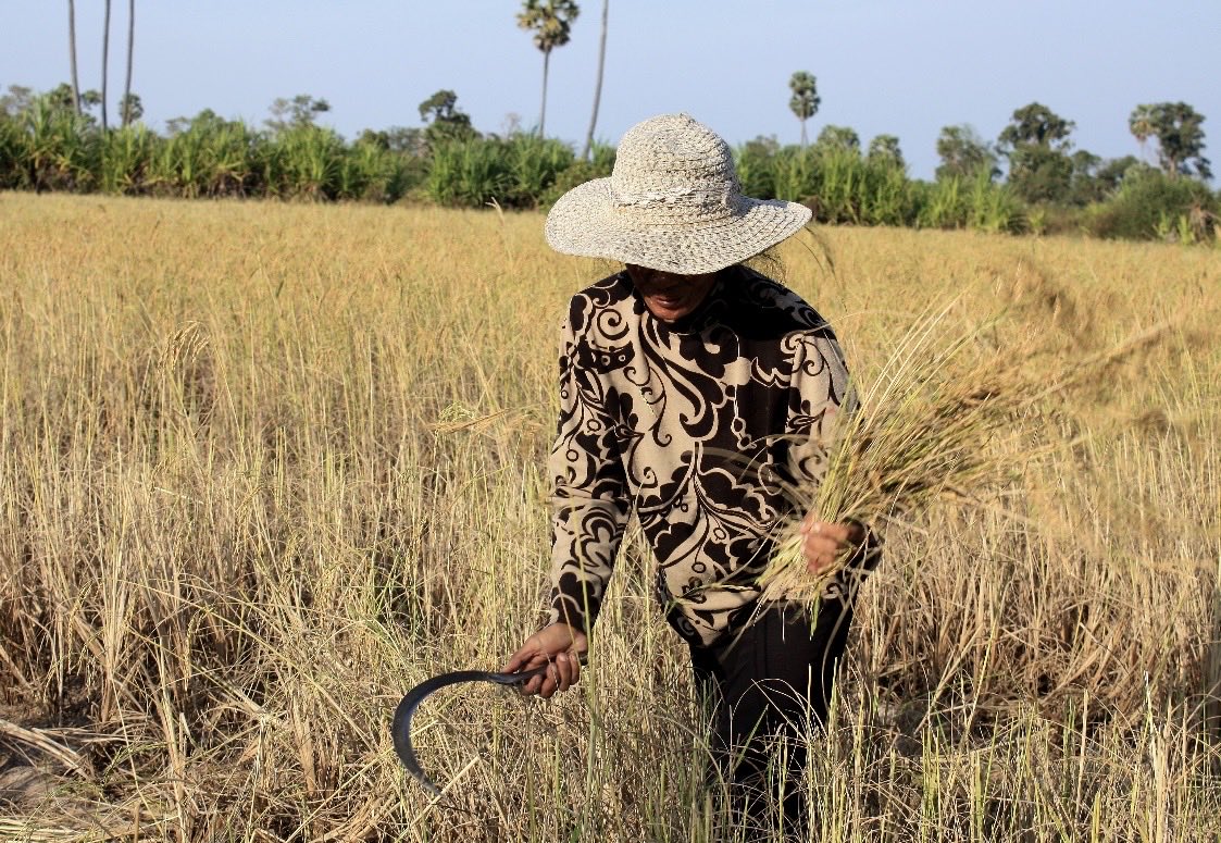 Angkor's tweet photo. Cambodia’s milled rice exports hit 1.01 million tonnes by Oct 19, first time past the million mark. Fragrant varieties leading. MAFF, Oct 20. 🇰🇭 Which bowl next? https://t.co/p9VJEKZwal
