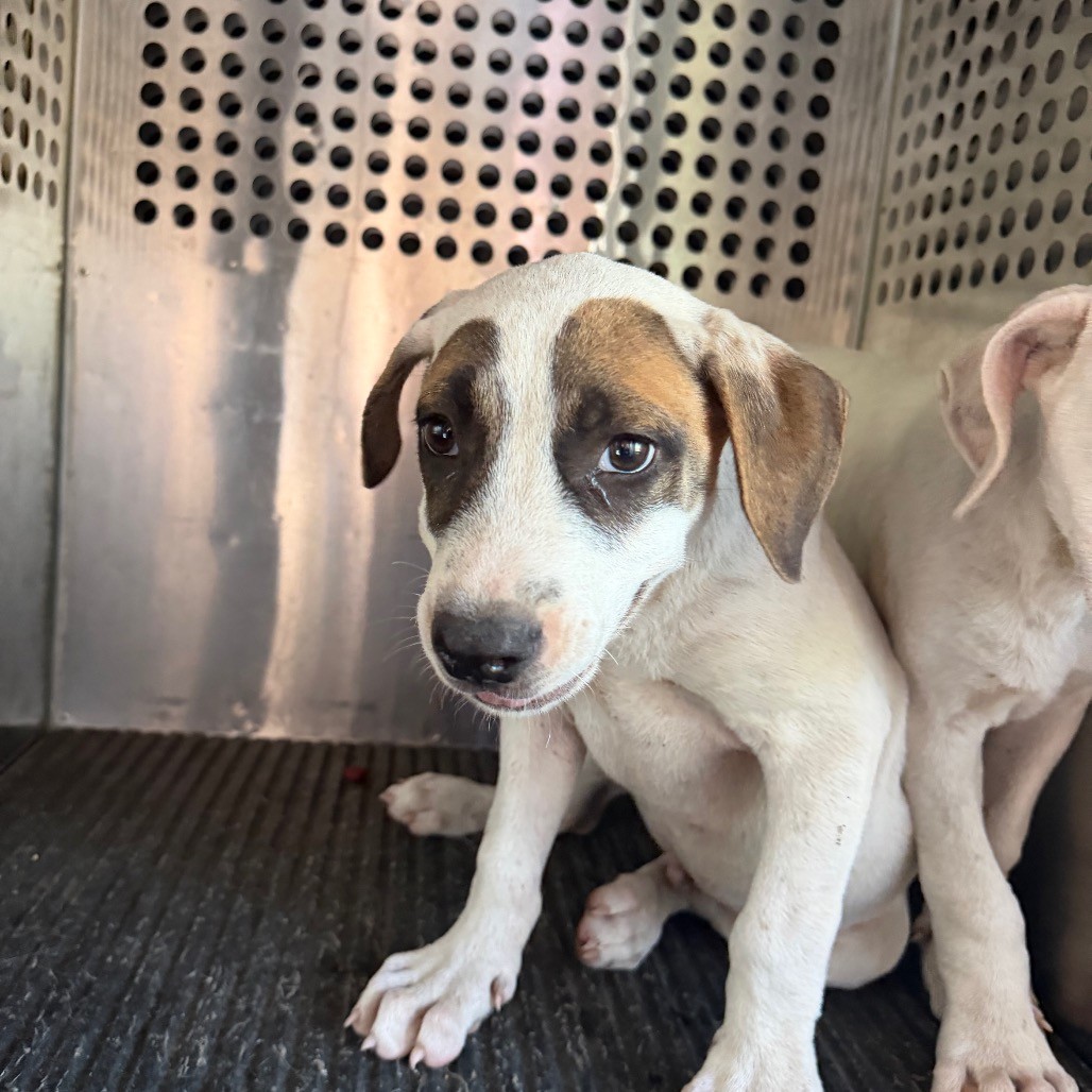 SaveBhamDogs tweet picture