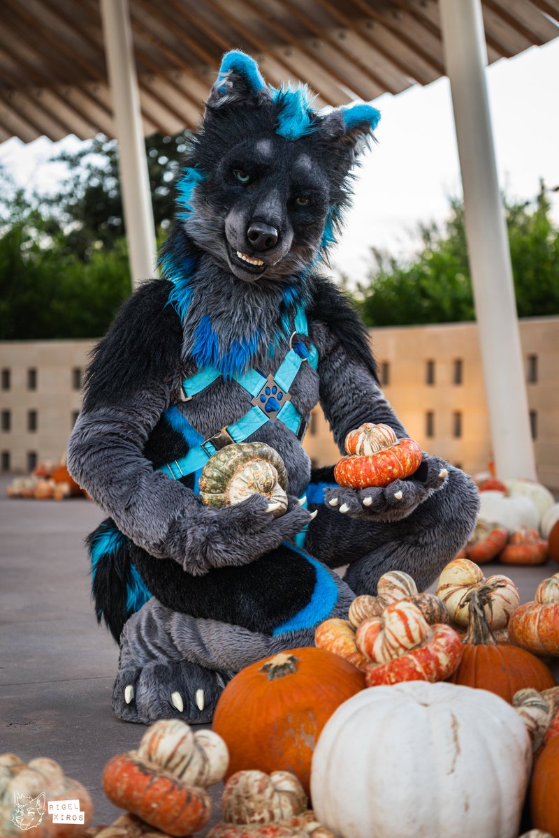 LucaWuff's tweet photo. It's almost time for pumpkin harvesting. Who wants to join me? 🎃
📷: @RigelXiros https://t.co/b9t8WTQYRH