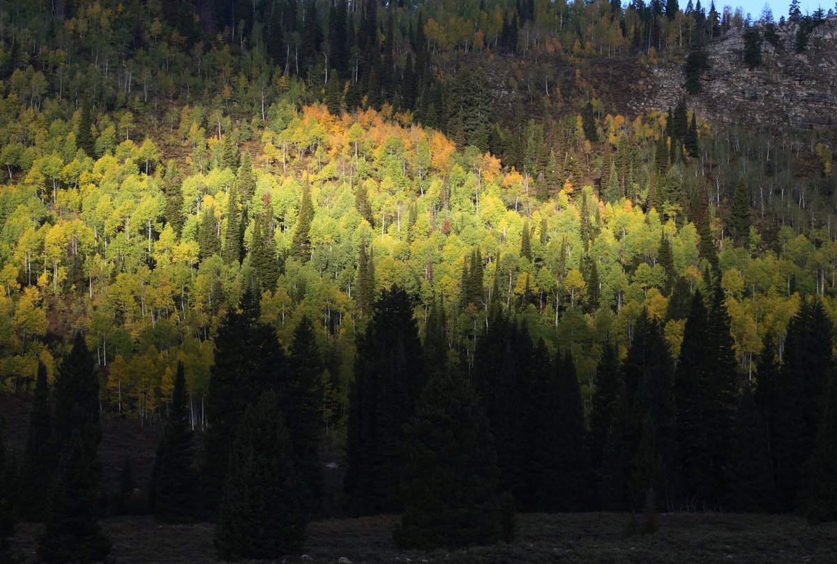 Jayocg8's tweet photo. The beauty of Fall!!! I have been getting back into hiking again and I have enjoyed it. I had a quick, but fun outing in the Cache National Forest. 

#nationalforest #cache #utah #idaho #aspens #fall #fallcolors https://t.co/yPeFgAxjr5