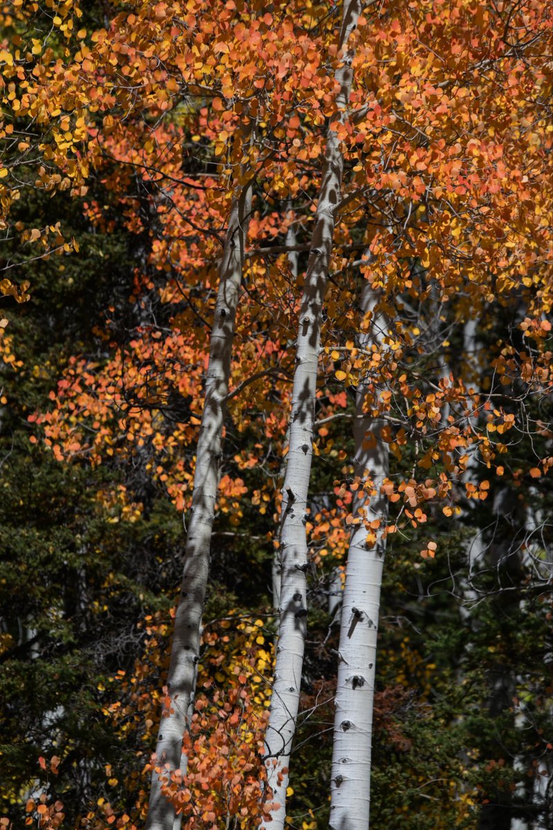 Jayocg8's tweet photo. The beauty of Fall!!! I have been getting back into hiking again and I have enjoyed it. I had a quick, but fun outing in the Cache National Forest. 

#nationalforest #cache #utah #idaho #aspens #fall #fallcolors https://t.co/yPeFgAxjr5