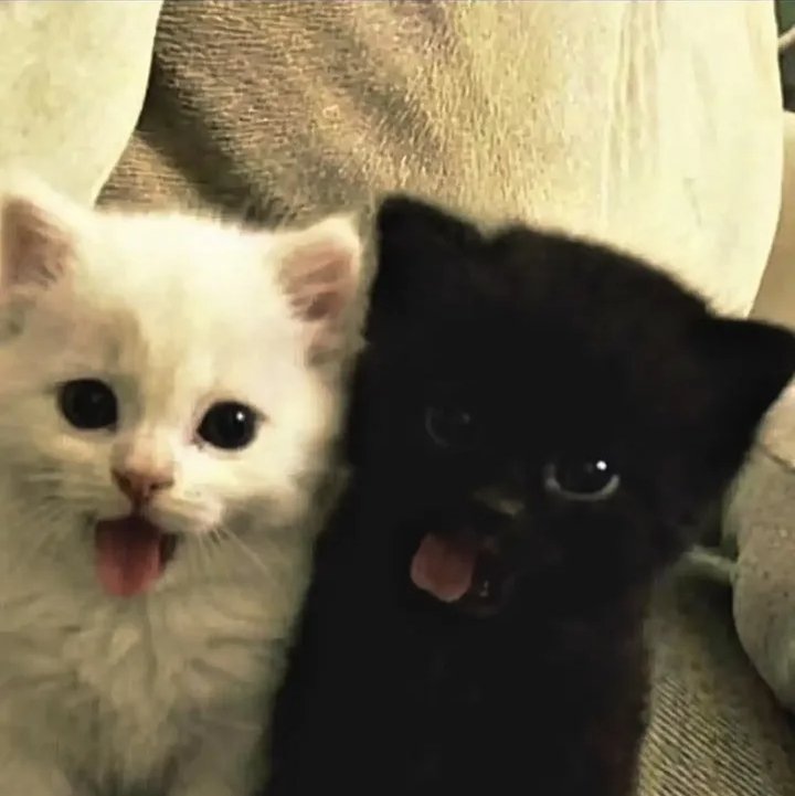 Mochip2oh's tweet photo. Eu e ela se fossemos gatos https://t.co/sfcHHXNeML